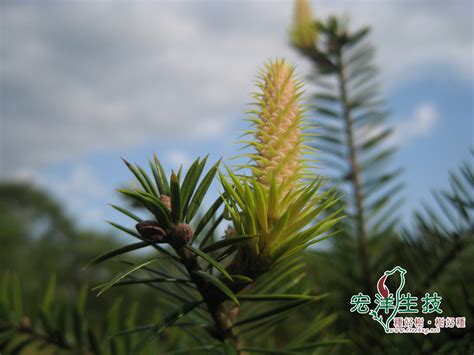 油杉種植方法